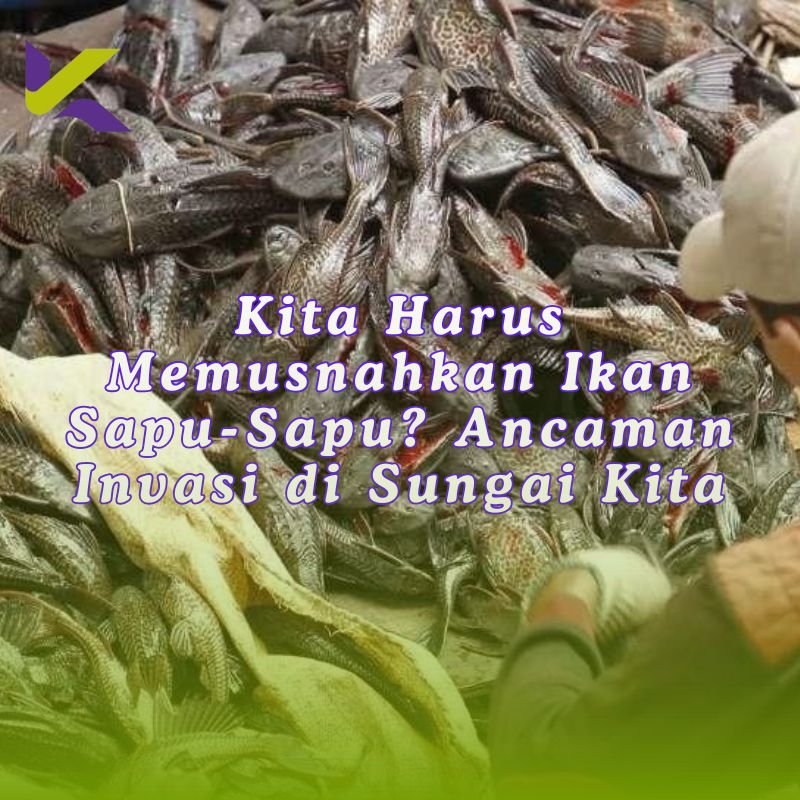 Mengapa Kita Harus Memusnahkan Ikan Sapu-Sapu? Ancaman Invasi di Sungai Kita