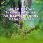 Gajah Borneo Terancam Punah Akibat Alih Fungsi Lahan Hutan
