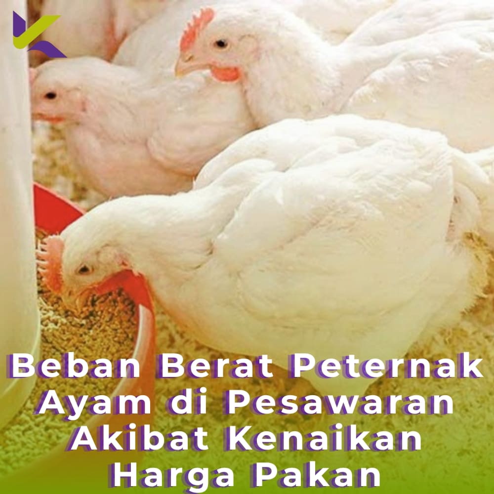 Beban Berat Peternak Ayam di Pesawaran Akibat Kenaikan Harga Pakan
