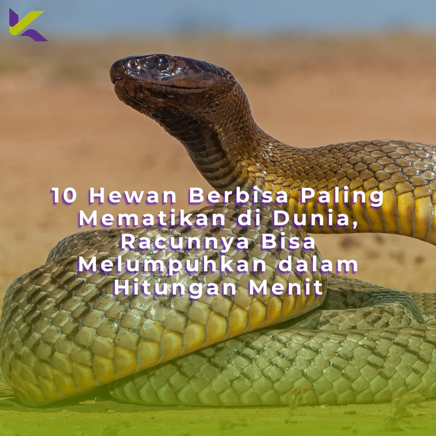 10 Hewan Berbisa Paling Mematikan di Dunia, Racunnya Bisa Melumpuhkan dalam Hitungan Menit