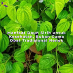 Manfaat Daun Sirih untuk Kesehatan, Bukan Cuma Obat Tradisional Nenek