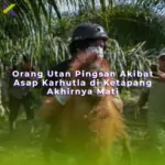 Orang Utan Pingsan Akibat Asap Karhutla di Ketapang Akhirnya Mati