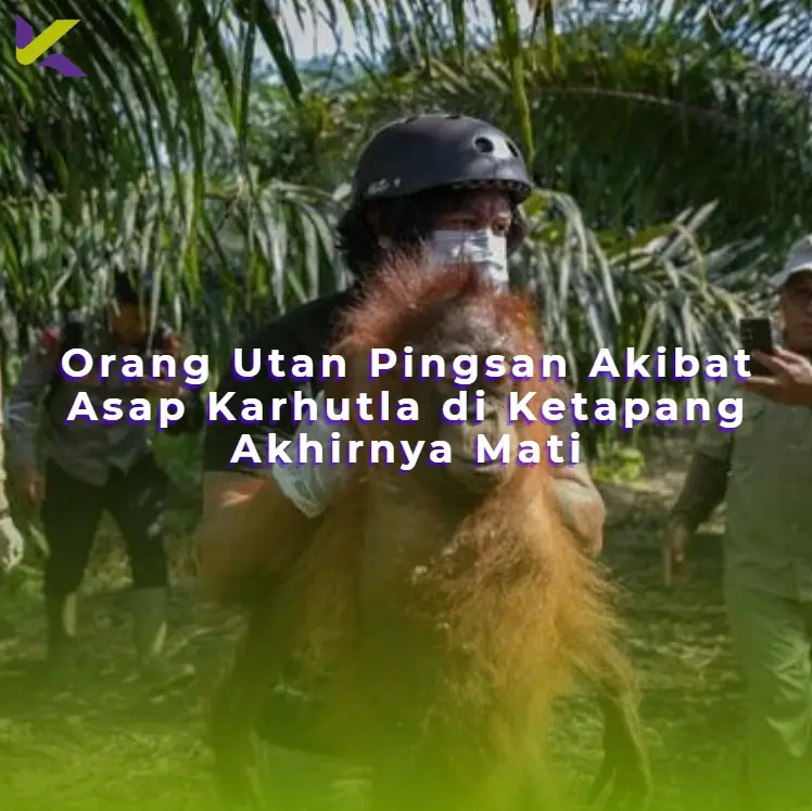 Orang Utan Pingsan Akibat Asap Karhutla di Ketapang Akhirnya Mati
