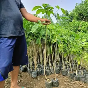 Pohon Tabebuya
