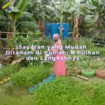 Sayuran yang mudah ditanam di rumah