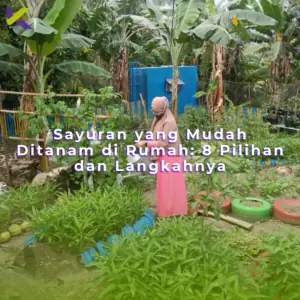 Sayuran yang mudah ditanam di rumah