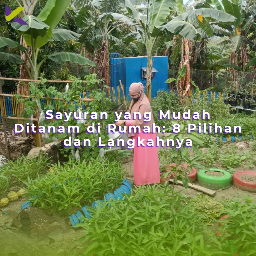 Sayuran yang mudah ditanam di rumah